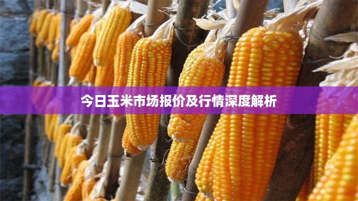 今日玉米市场报价及行情深度解析