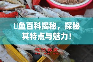鮰鱼百科揭秘，探秘其特点与魅力！