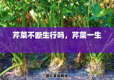 芹菜不断生行吗，芹菜一生 