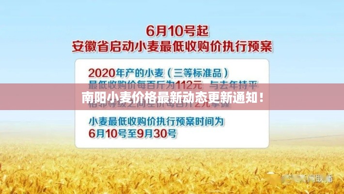南阳小麦价格最新动态更新通知！