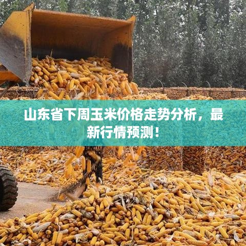山东省下周玉米价格走势分析，最新行情预测！