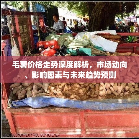 毛薯价格走势深度解析，市场动向、影响因素与未来趋势预测