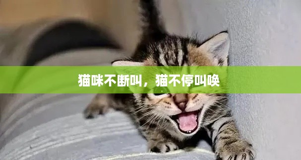 猫咪不断叫，猫不停叫唤 