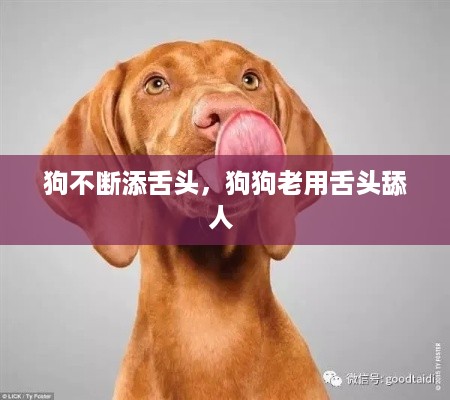 狗不断添舌头，狗狗老用舌头舔人 